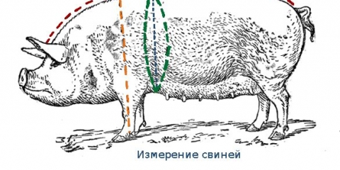 Kako rezati vijetnamsku svinju: kako ubosti svinju u vrat, zaklati vijetnamsku svinju